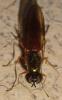 Sargus bipunctatus